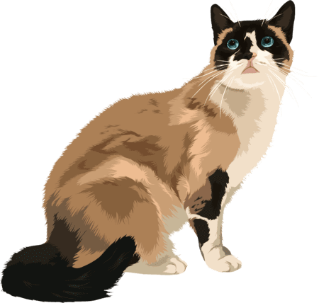 premium cartoon cat sample 1