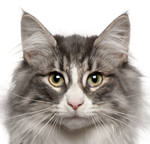 reference photo of annie the cat