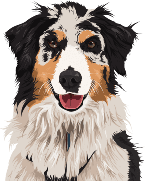 australian shepherd cartoon
