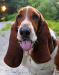reference photo of cartoon beagle
