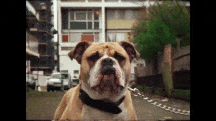 animation of zooming in to face of a dog