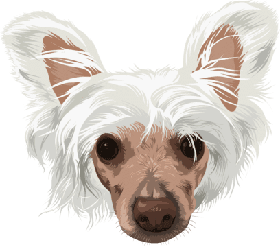 cartoon of your poodle dog