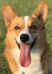 reference photo of cartoon corgi