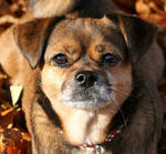 reference photo of cartoon doggy