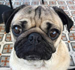 reference photo of cartoon doug