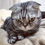 reference photo of dyra the cat