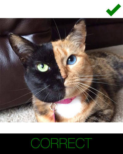 instructions for cartoon cat - clear