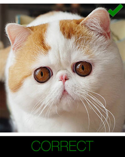 instructions for cartoon cat - complete