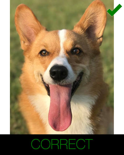 cartoon dog photo instructions - complete