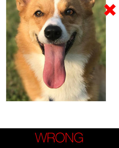 cartoon dog photo instructions - incomplete