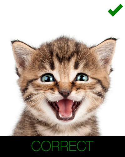 instructions for cartoon cat - facing forward