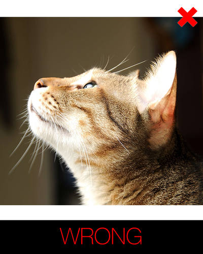 instructions for cartoon cat - facing sideward