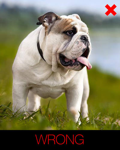 cartoon dog photo instructions - facing sideward