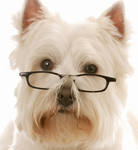 original photo of cartoon dog