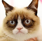reference photo of grumpy cat