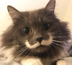 reference photo of hammy the cat