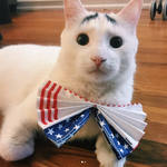 reference photo of idelle the cat