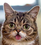 reference photo of jessa the cat