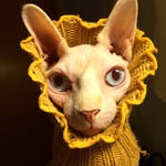 reference photo of lily the cat