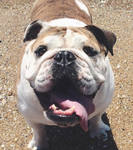 reference photo of cartoon lucy