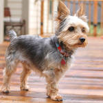 reference photo of cartoon major