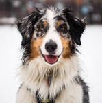 reference photo of cartoon mr dog