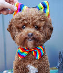 reference photo of cartoon pooch