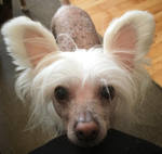 reference photo of cartoon poodle