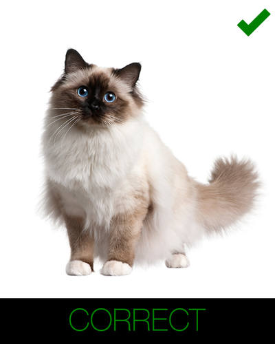 instructions for cartoon cat - clear