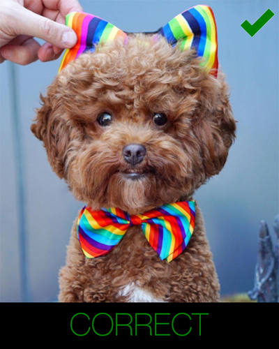 cartoon dog photo instructions - clear