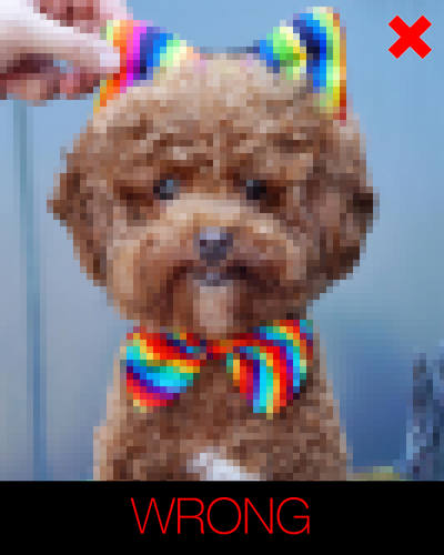 cartoon dog photo instructions - blurred