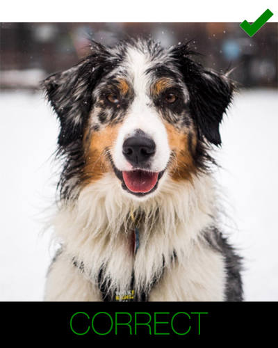 cartoon dog photo instructions - complete