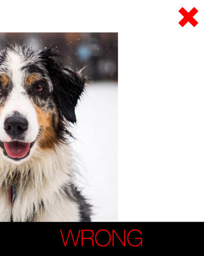 cartoon dog photo instructions - incomplete