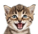 original photo of cartoon cat