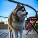 reference photo of cartoon rufio