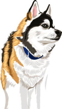 siberian husky pet cartoon