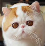 original photo of cartoon cat