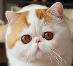 reference photo of snoopy the cat