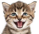 reference photo of snuggles the cat