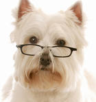 reference photo of cartoon terrier