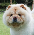 reference photo of cartoon toby