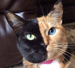 reference photo of toni the cat